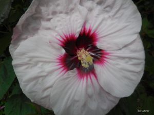 Hibiscus moscheutos (Kundenzüchtung)