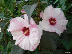 Hibiscus moscheutos (Kundenzüchtung)