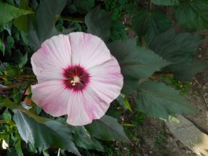 Hibiscus moscheutos (Kundenzüchtung)