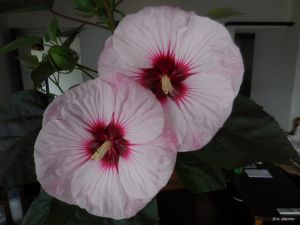 Hibiscus moscheutos (Kundenzüchtung)