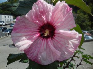 Hibiscus moscheutos (Kundenzüchtung)