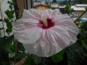 Hibiscus moscheutos (Kundenzüchtung)