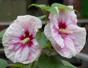 Hibiscus moscheutos (Kundenzüchtung)