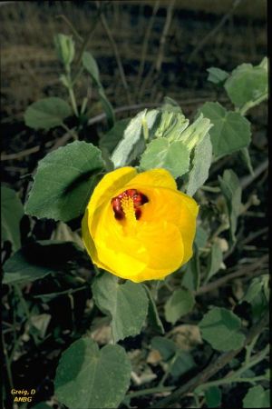 Hibiscus panduriformis