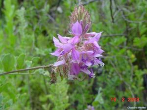 Indigofera superba