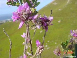 Indigofera superba