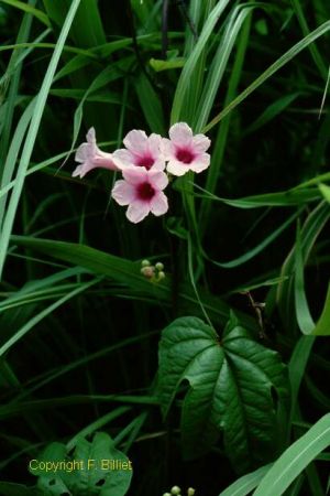 Ipomoea mauritiana