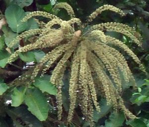 Ledenbergia peruviana*