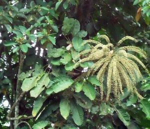 Ledenbergia peruviana*