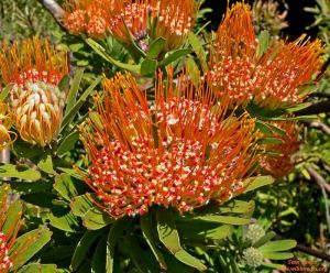 Leucospermum erubescens