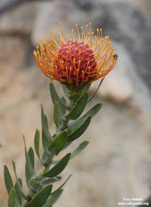 Leucospermum vestitum