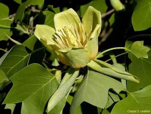 Liriodendron tulipifera