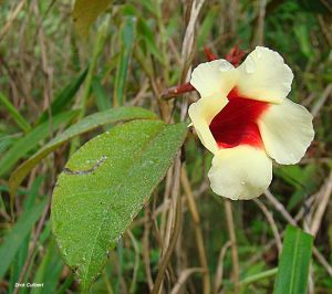 Mandevilla hirsuta