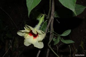 Mandevilla hirsuta