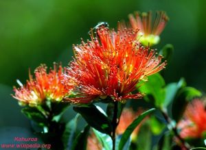 Metrosideros robusta