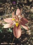 Moraea gawleri