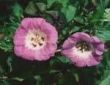 Nicandra physalodes 'Violacea'