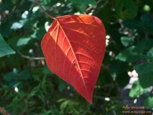 Omalanthus nutans