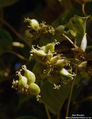 Paederia bojeriana ssp. foetens