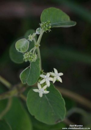 Paederia bojeriana ssp. foetens