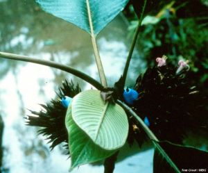 Palicourea acanthaceae