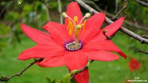 Passiflora manicata