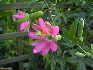 Passiflora matthewsii