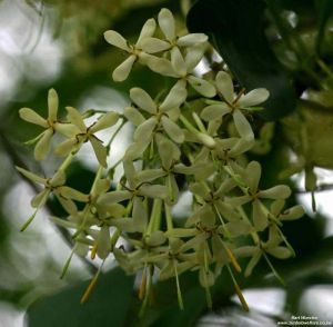 Pavetta gardeniifolia