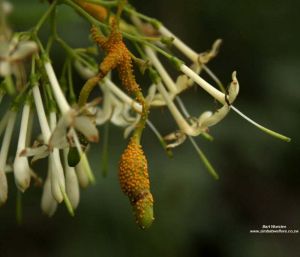 Pavetta gardeniifolia