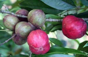 Phaleria macrocarpa*