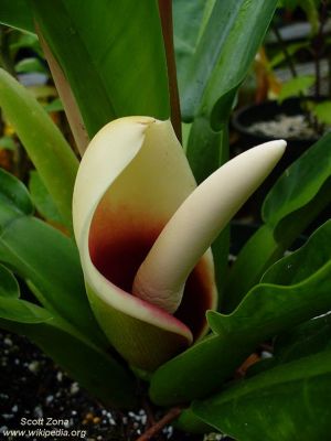 Philodendron martianum