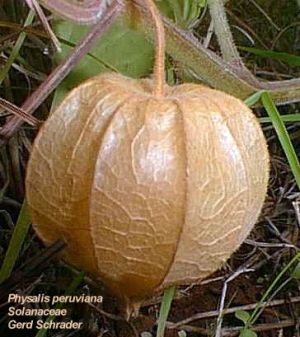 Physalis peruviana