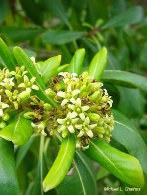 Pittosporum viridiflorum