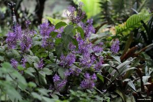 Plectranthus ecklonii