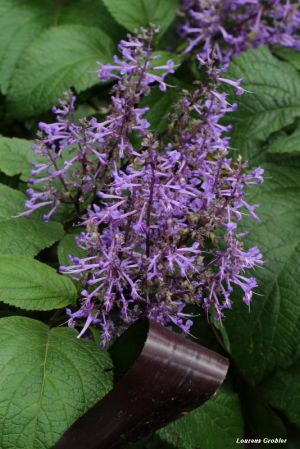 Plectranthus ecklonii