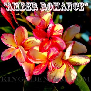 Plumeria 'Amber Romance'