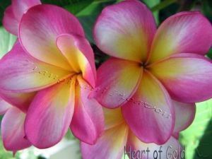 Plumeria 'Heart of Gold'
