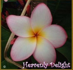 Plumeria 'Heavenly Delight'