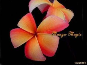 Plumeria 'Mango Magic'