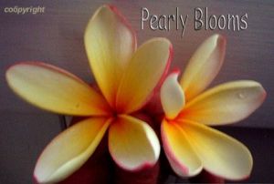 Plumeria 'Pearly Blooms'