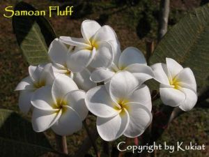 Plumeria \'Samoan Fluff\'