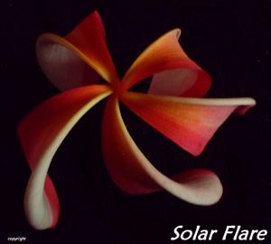 Plumeria 'Solar Flare'