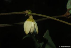 Polyceratocarpus parviflorus* - absolute RARITÄT!