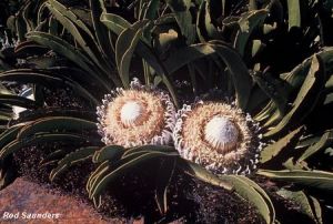 Protea cryophila