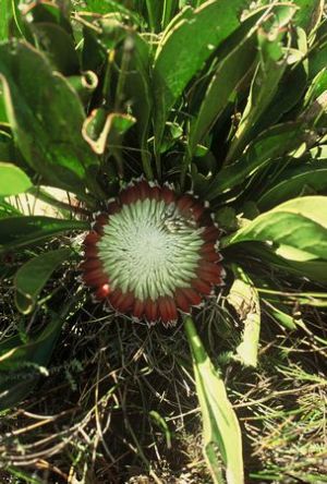 Protea pruinosa
