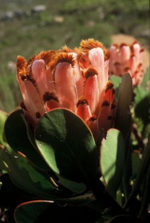 Protea speciosa