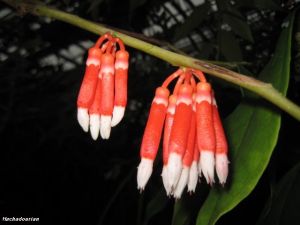 Psammisia pauciflora