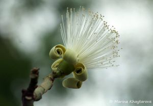 Bombax ellipticum \'Alba\' - RARITÄT!