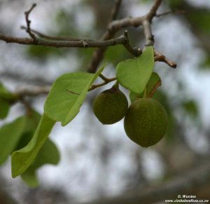Pseudolachnostylis maprouneifolia