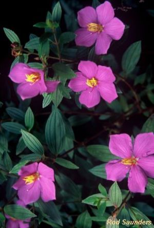 Pseudosbeckia swynnertonii